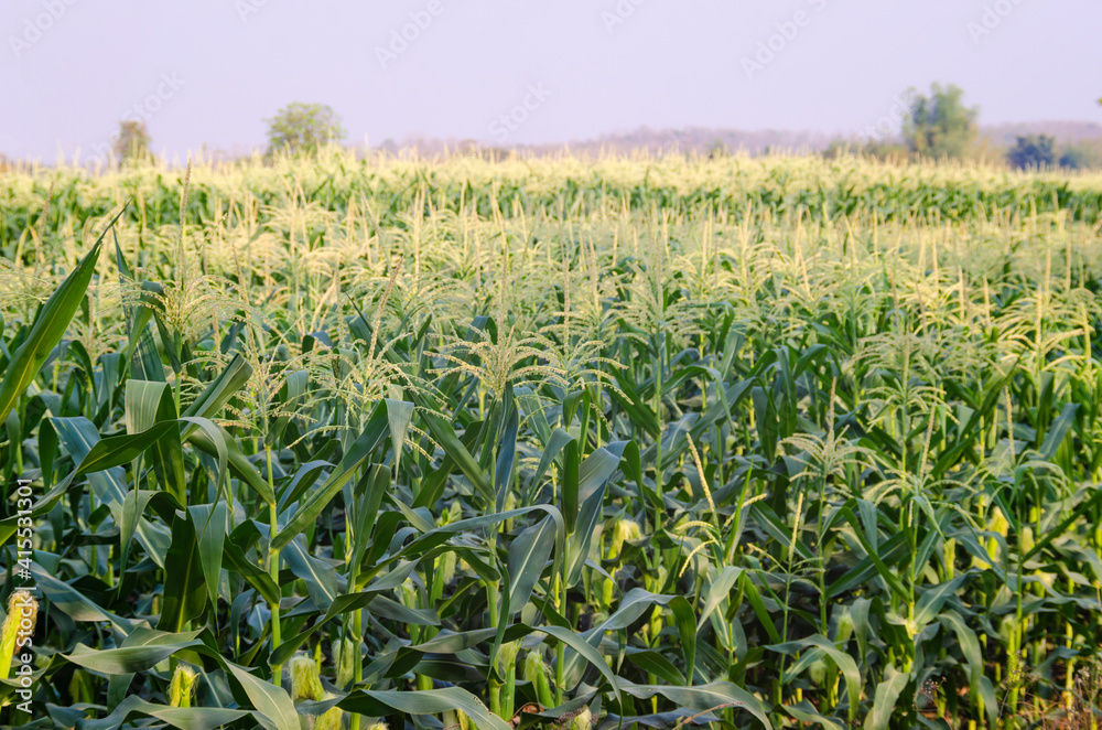 Fototapeta premium Corn field with mountain on blue sky background. corn agriculture. cereal factory process.