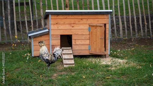 Polish chicken hen running on a farm with a wooden chestnut fence on the background and a chicken coop