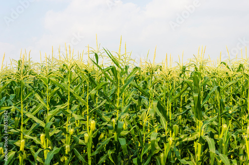 Corn field with mountain on blue sky background. corn agriculture. cereal factory process. 