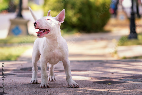 Puppy Dog, A Bull terrier standing in the playground. The Bull Terrier is a breed of dog in the terrier family.