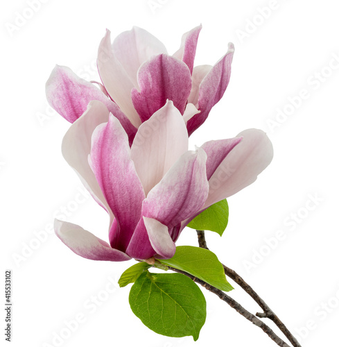 Magnolia liliiflora flower on branch with leaves  Lily magnolia flower isolated on white background with clipping path