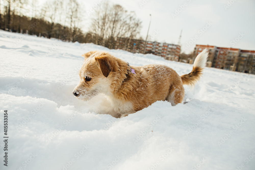 A small dog, a Portuguese podengo crossbreed, plays in fresh snow and has a good time on a sunny winter day