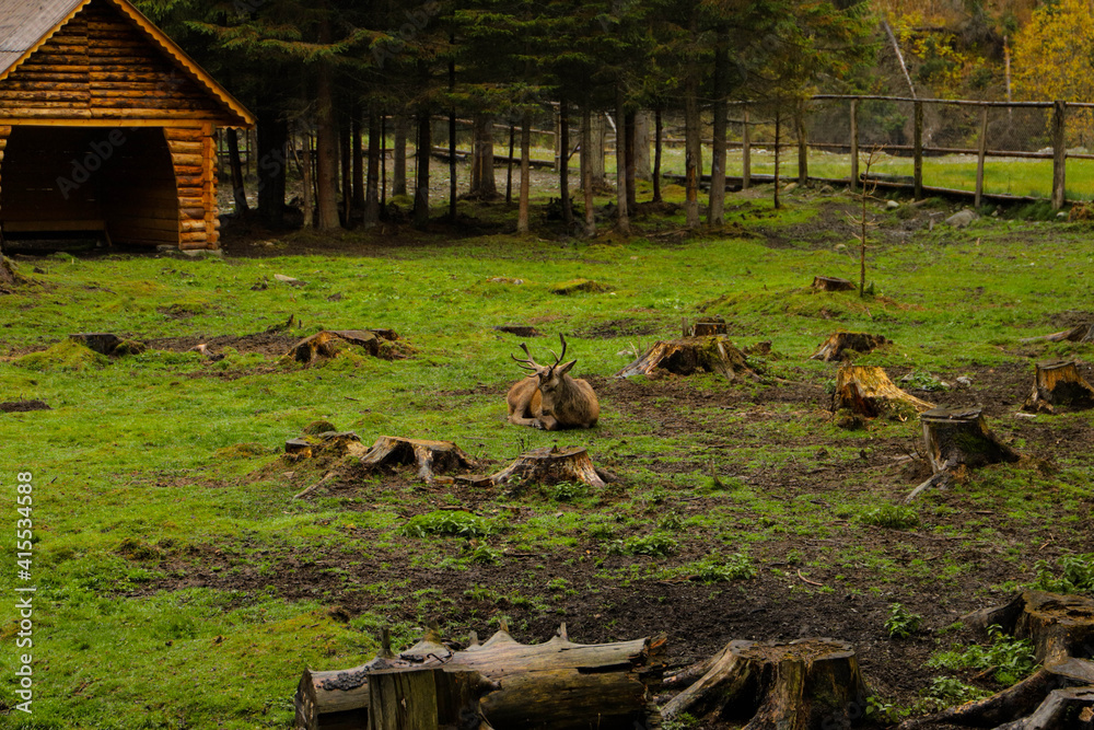 Obraz premium Deer resting