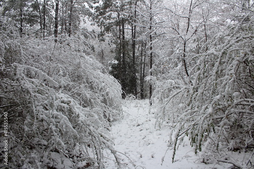 Snow in the Woods