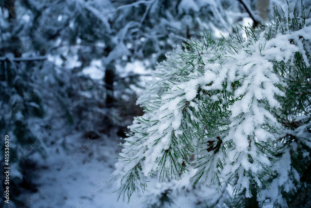 Pine branch in the snow. Winter background. Pine branch in the snow. Winter background.