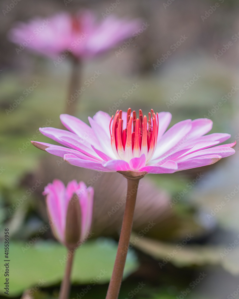 Brazilian Lotus Flower
Very pink, this flower is rare in brazilian savannah. Brazilian Lotus Flower
Very pink, this flower is rare in brazilian savannah.