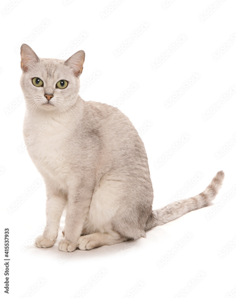 Burmilla Cat Portrait