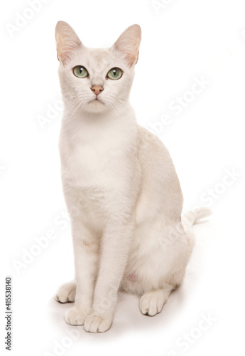Fotografie Burmilla cat portrait