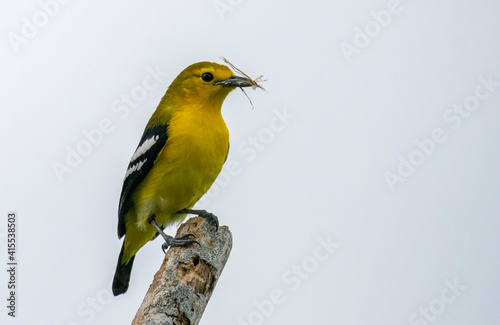 a bird standing on a branch