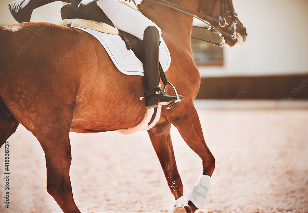 Obraz premium A fast sorrel horse with a rider in the saddle gallops through an outdoor arena, illuminated by sunlight. Equestrian sports. Horse riding.