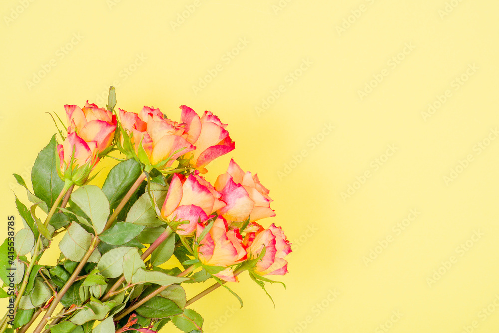Fototapeta premium Rose flowers on a colored background