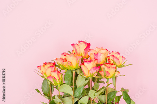 Rose flowers on a colored background © luchschenF