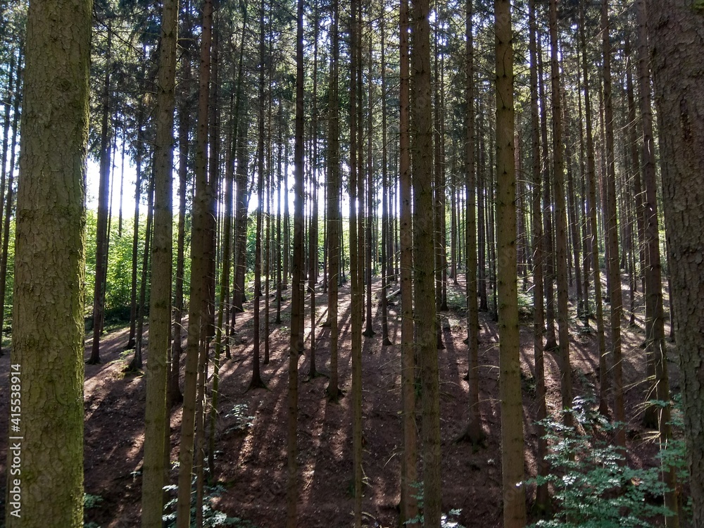 Deep forest in Europe with river and lake Deep forest in Europe with river and lake