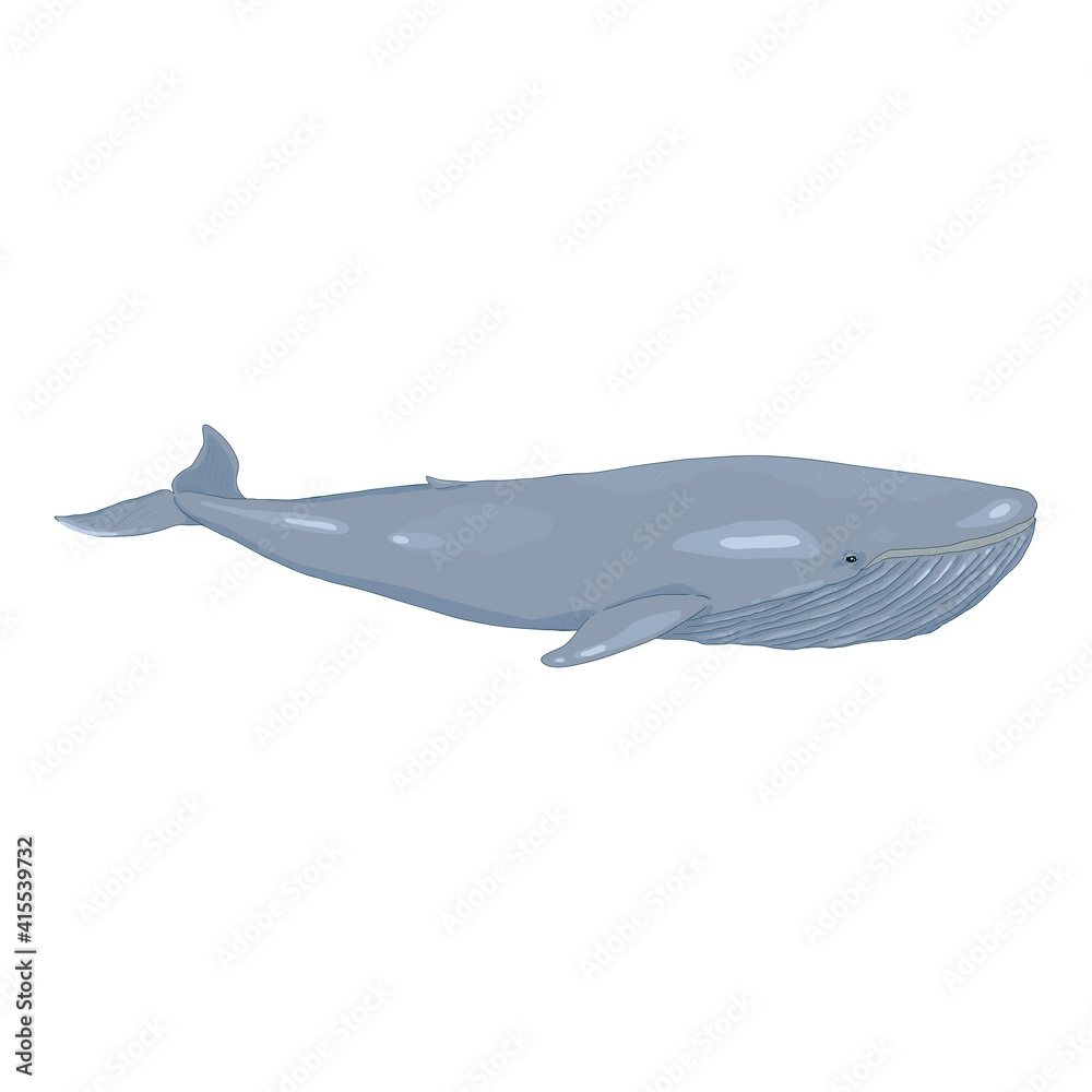 Obraz premium Vector Cartoon Blue Whale on White Background