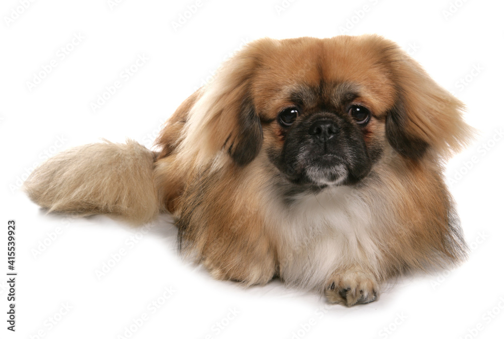 Tibetan Spaniel Tibetan Spaniel