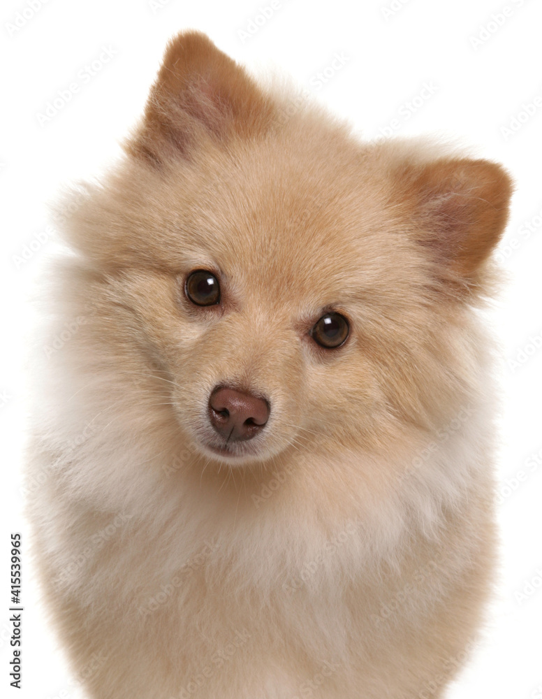 Obraz premium Spitz dog