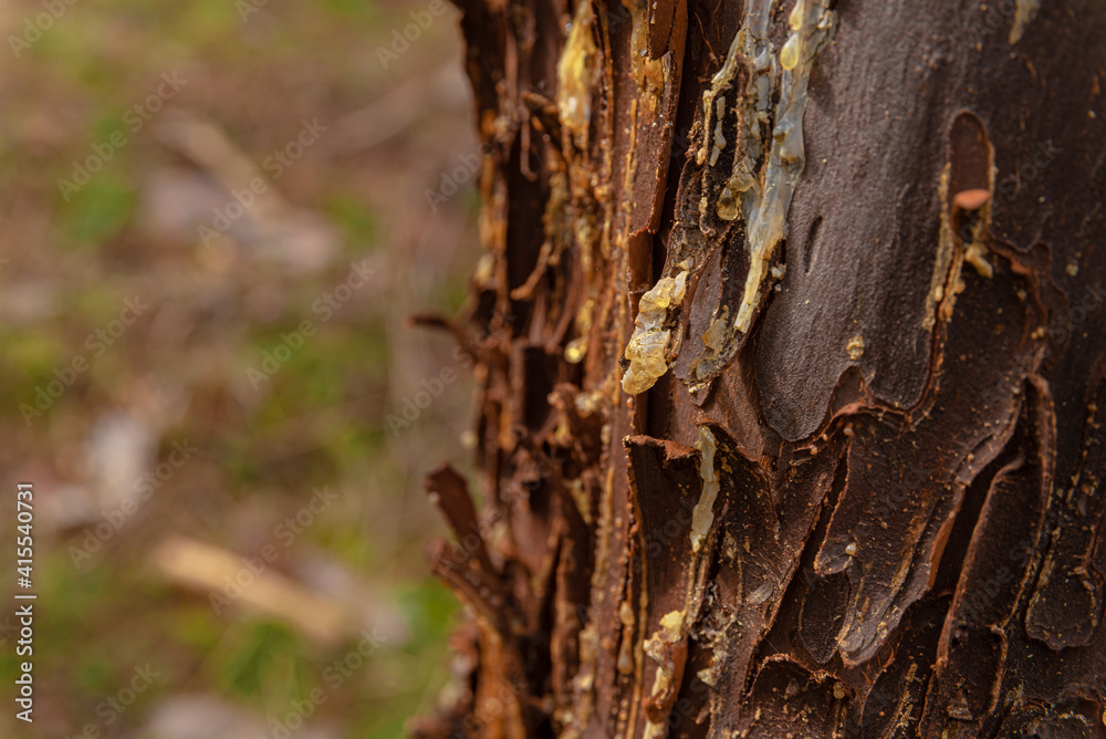 corteza de árbol con sabia cristalizada sobre la superficie corteza de árbol con sabia cristalizada sobre la superficie