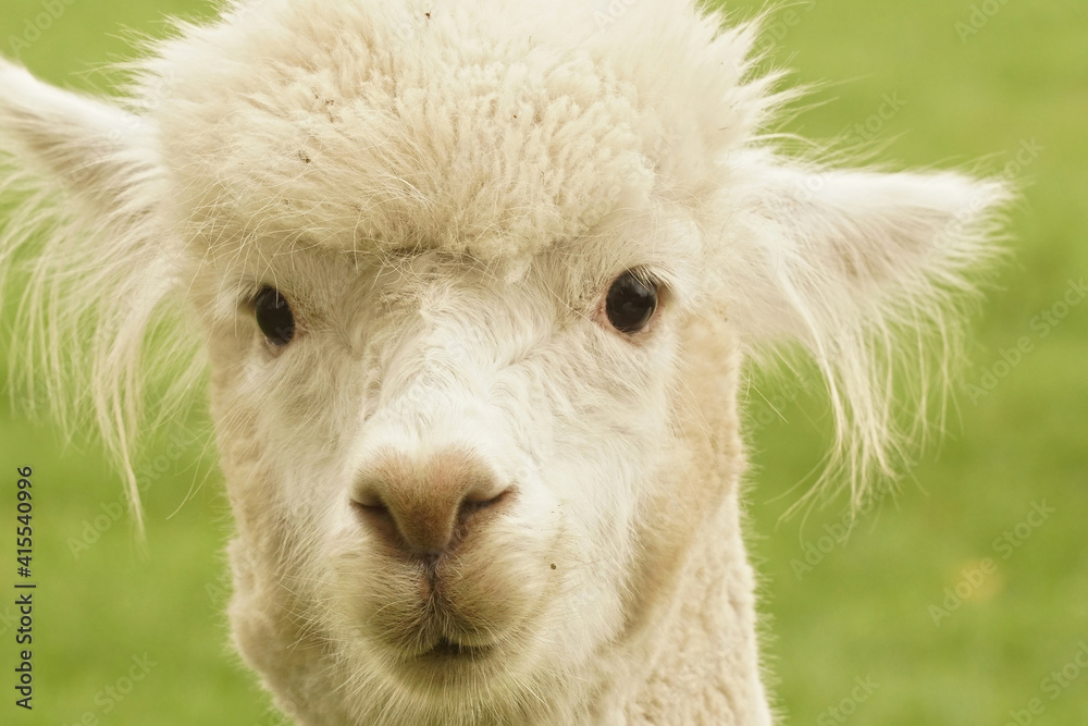 Frontal facial closeup of a gentle looking white Alpaca , Vicugna pacos