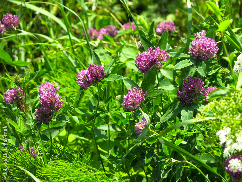 pink clover blooms in the summer in the field pink clover blooms in the summer in the field