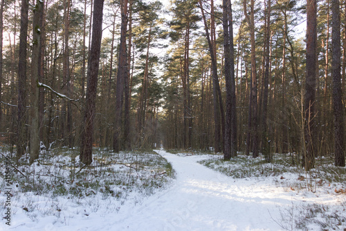 Wallpaper Mural Empty road in the woods, Kampinos National Park (Kampinoski Park Narodowy), Mazovia, Poland. Torontodigital.ca