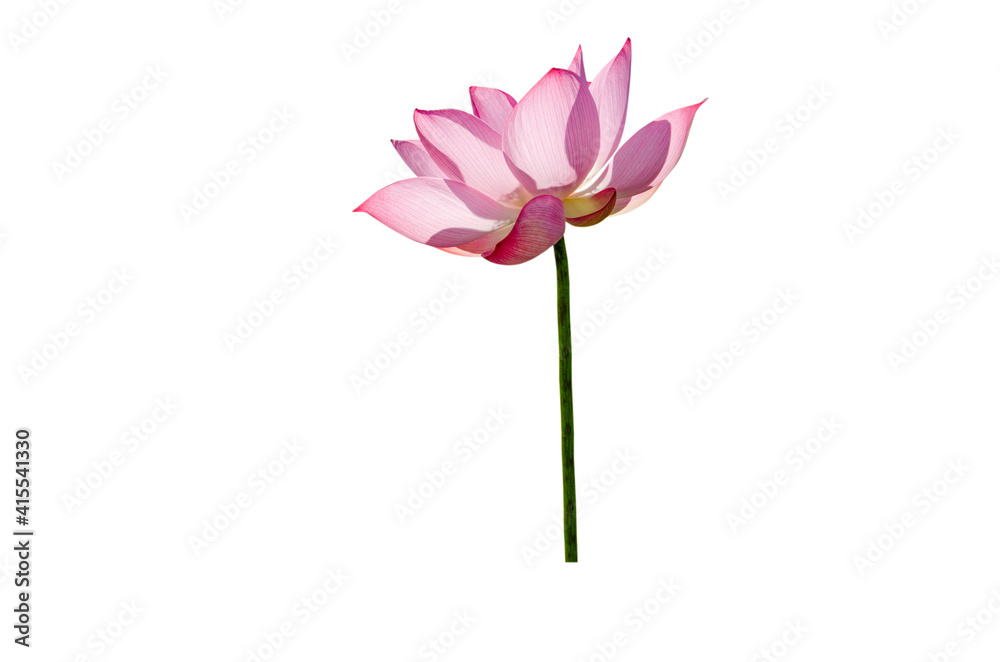 Pink lotus flower isolated on white background with Clipping Paths.