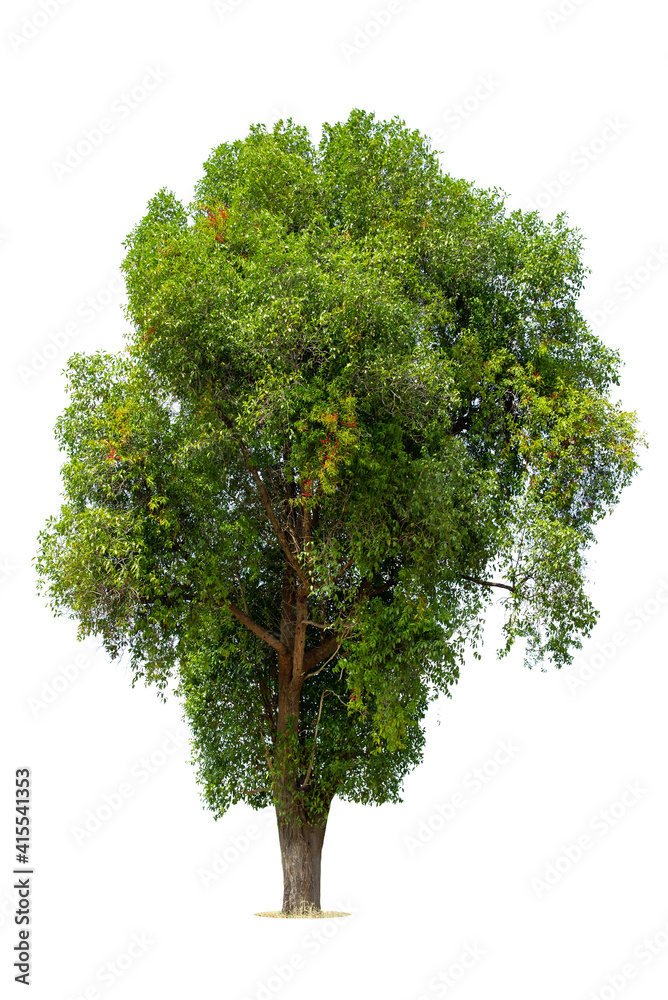 Fototapeta premium Trees isolated on white background, tropical trees isolated used for design, advertising and architecture.