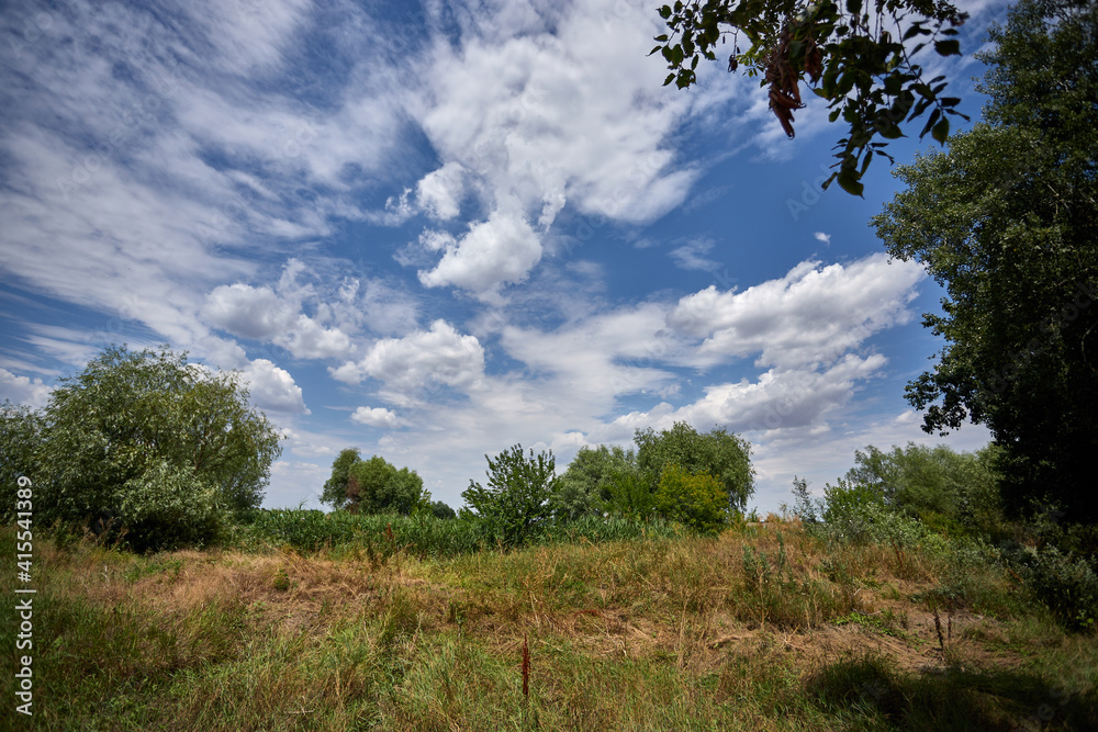 Summer landscape, meadow, trees, against the blue sky with white clouds