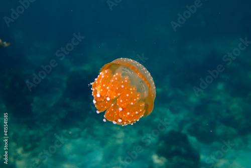 Cute small orange baby jellyfish, Thailand underwater