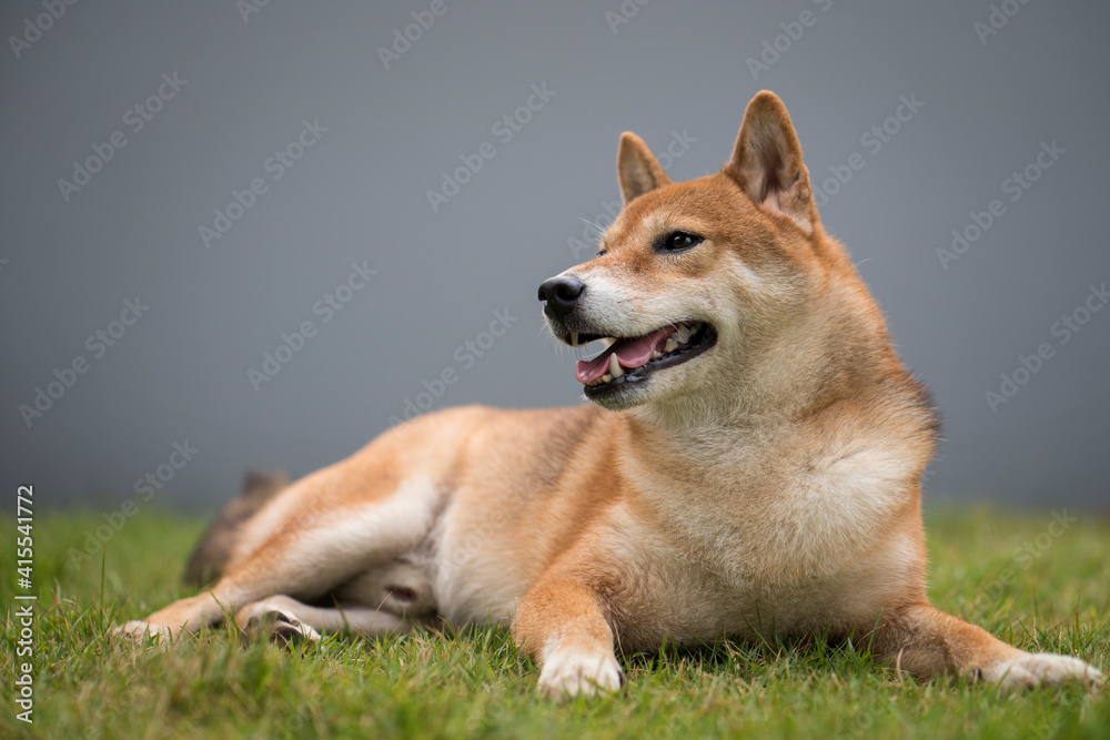 The Shiba Inu is sitting on a green lawn with a gray wall. Shiba Inu dog breed They are a small breed of Japanese dogs.