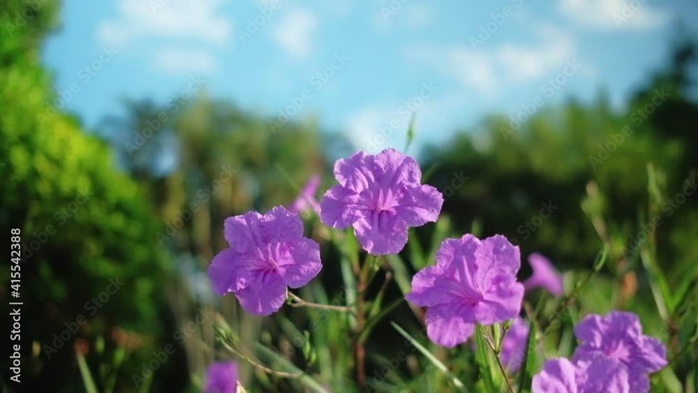 mexican bluebells flowers in the spring with blue sky background. mexican bluebells flowers in the spring with blue sky background.