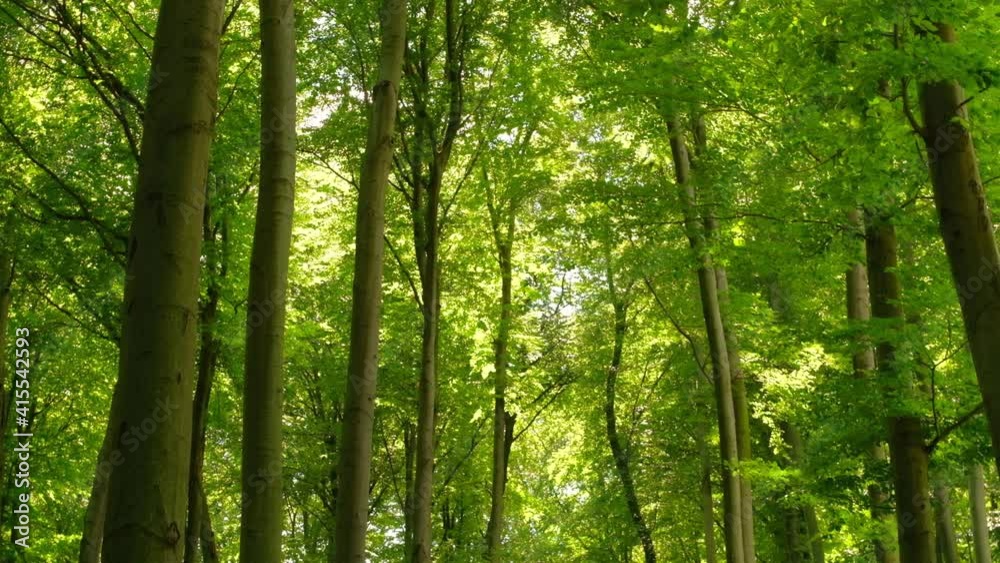 Beautiful green forest tilting shot Beautiful green forest tilting shot