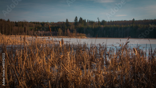 Small wetland in winter sun