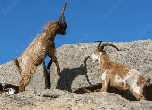 Capra selvatica, wild goat