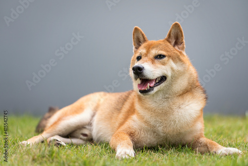 The Shiba Inu is sitting on a green lawn with a gray wall. © Thirawatana