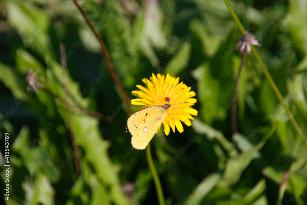 Colias croceus, clouded yellow, a small butterfly of the family Pieridae sucking nectar from yellow dandelion flower Colias croceus, clouded yellow, a small butterfly of the family Pieridae sucking nectar from yellow dandelion flower