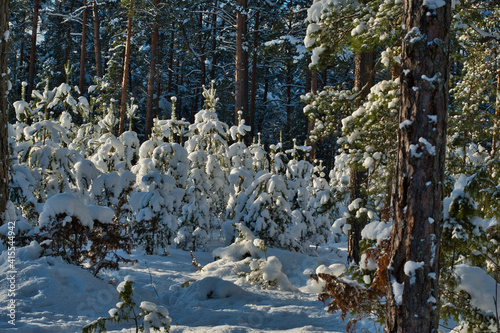 In the shade of a winter coniferous forest on the lawn in the golden rays of the sun, young pine shoots are almost completely shrouded in fresh fluffy snow.
