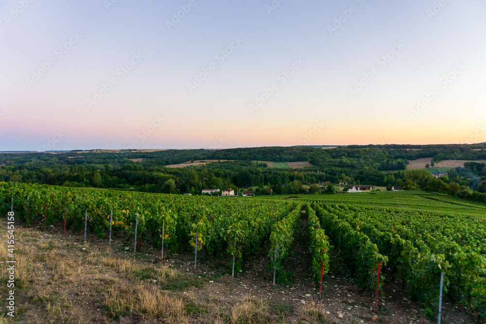 Row vine grape in champagne vineyards at montagne de reims