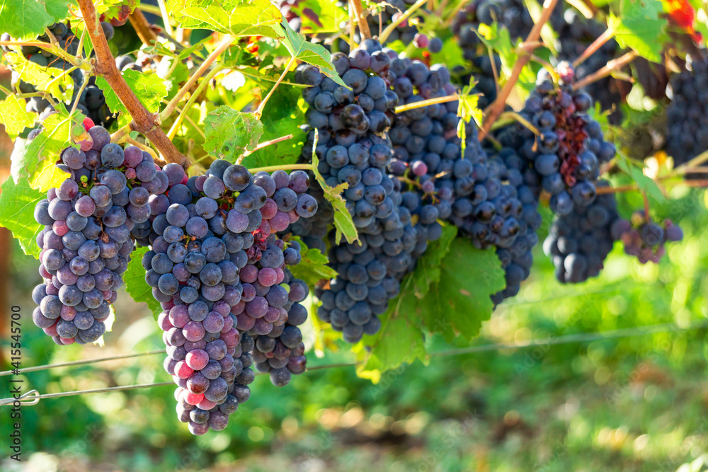Close up vine grape in champagne vineyards at montagne de reims
