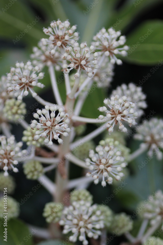 ヤツデの花 ヤツデの花