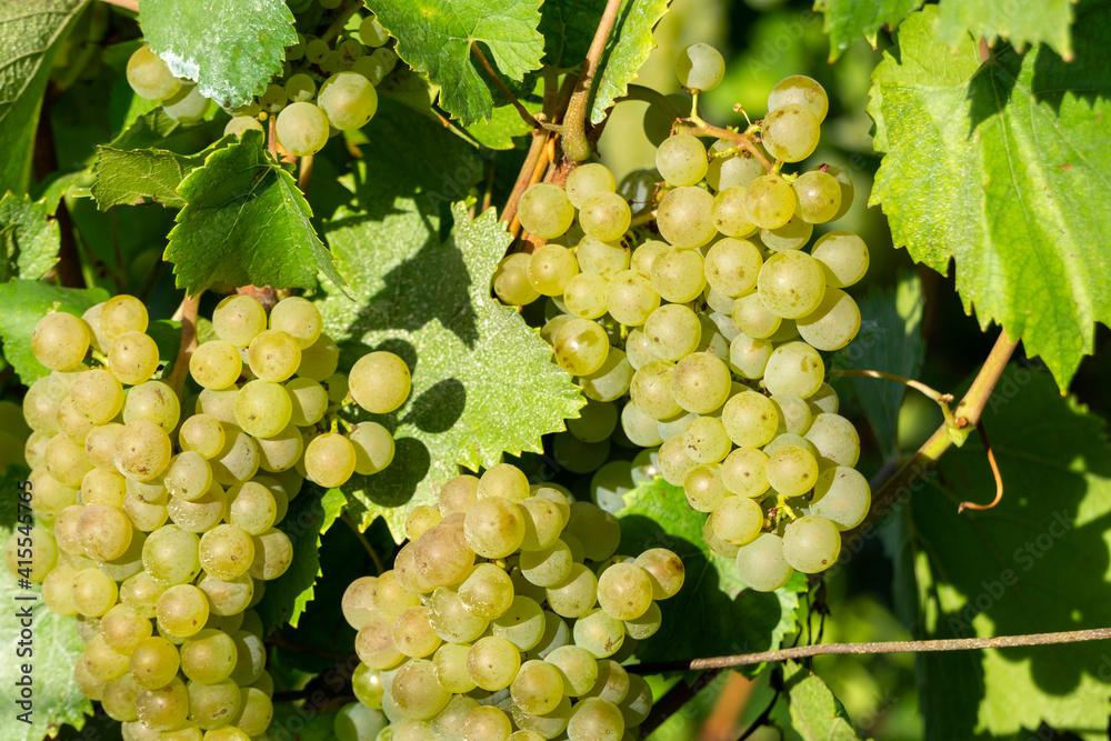 Close up vine green grape in champagne vineyards at montagne de reims Close up vine green grape in champagne vineyards at montagne de reims