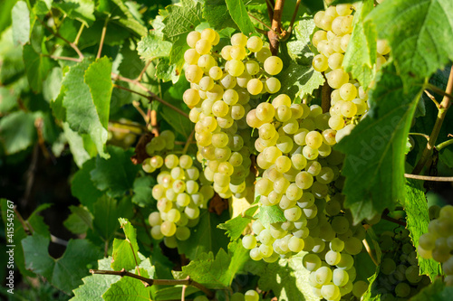 Wallpaper Mural Close up vine green grape in champagne vineyards at montagne de reims Torontodigital.ca
