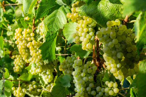 Wallpaper Mural Close up vine green grape in champagne vineyards at montagne de reims Torontodigital.ca