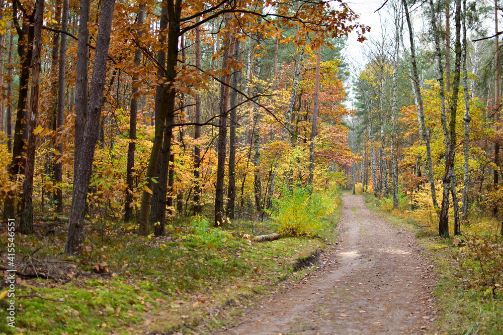 Obraz premium autumn in the forest