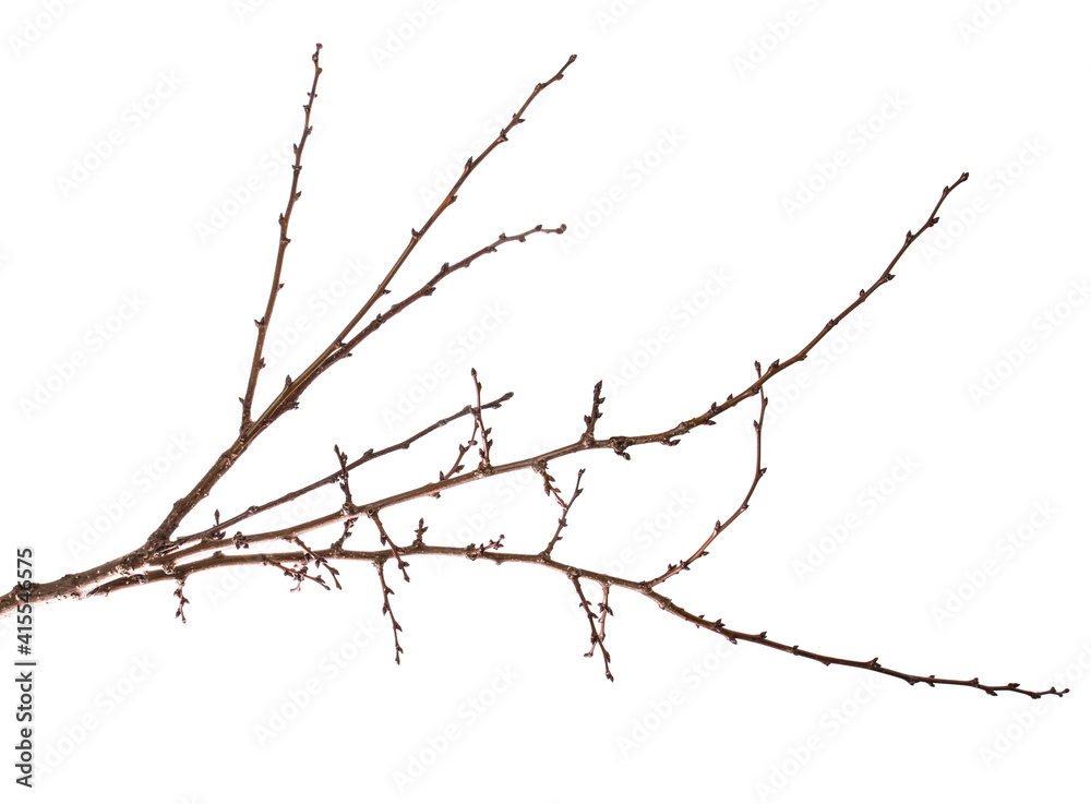 dry apricot tree branch. isolated on white dry apricot tree branch. isolated on white