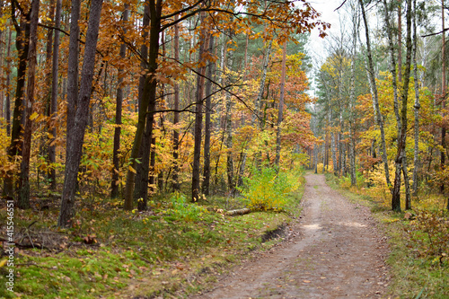 autumn in the forest