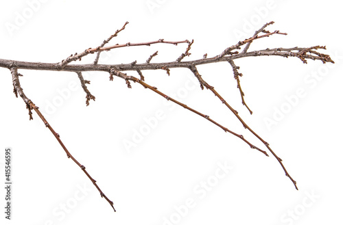 dry apricot tree branch. isolated on white
