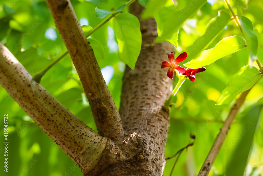 The flower of Averrhoa bilimbi, Bilimbi fruit, cucumber tree, or tree sorrel. The yellow-green tropical fruit with a extremely sour, thin shape, soft skin and juicy flesh. The flower of Averrhoa bilimbi, Bilimbi fruit, cucumber tree, or tree sorrel. The yellow-green tropical fruit with a extremely sour, thin shape, soft skin and juicy flesh.