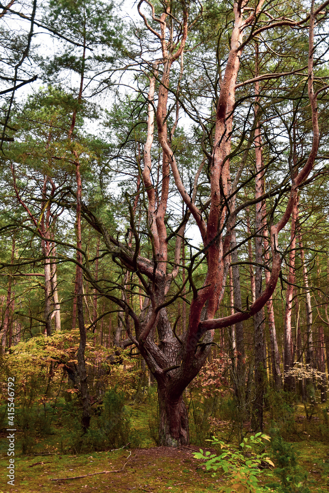 trees in autumn trees in autumn