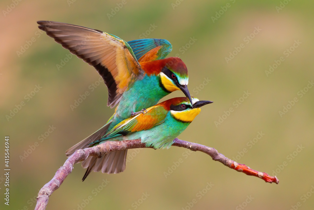 Two european bee-eaters, merops apiaster, copulating in mating season in spring nature. Concept of love between birds in wilderness. Exotic looking animals with colorful feathers reproducing. Two european bee-eaters, merops apiaster, copulating in mating season in spring nature. Concept of love between birds in wilderness. Exotic looking animals with colorful feathers reproducing.