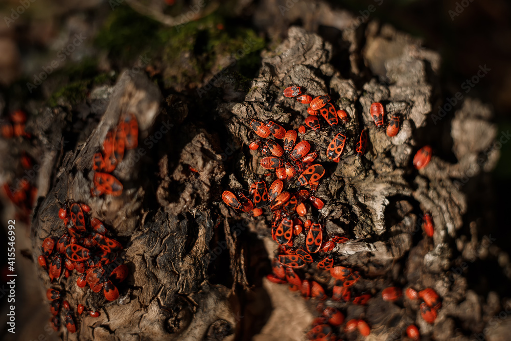 Firebug or fire bug - red bug with black dots on wood background. Red beetles or firebugs closeup. Group autumn fire red bugs. Firebug (Pyrrhocoris apterus Firebug or fire bug - red bug with black dots on wood background. Red beetles or firebugs closeup. Group autumn fire red bugs. Firebug (Pyrrhocoris apterus